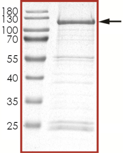 HER2 (L755S L869R), Active